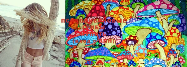 PSILOCYBIN Алзамай